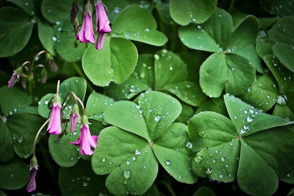 Gouttes de rosée sur les feuilles vertes