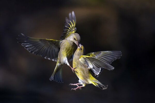 Zwei Vögel im Flug