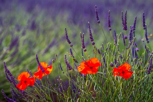 Lavanda y amapolas crecen al lado en el césped