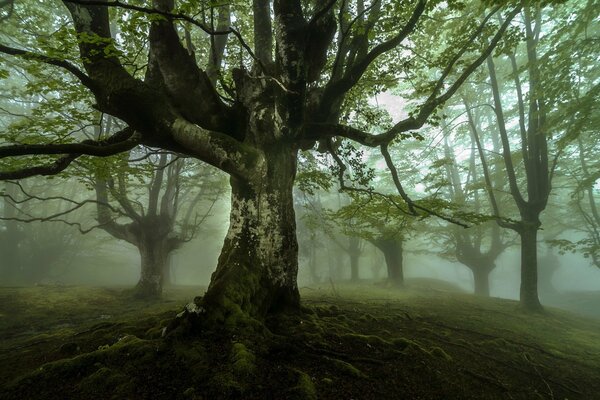 Forêt sombre dans le brouillard