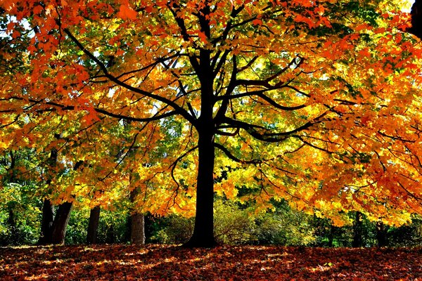 Immagine di un albero autunnale colorato