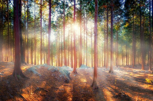 Sunny forest trees nature