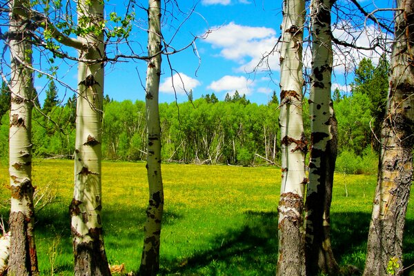 Clairière ensoleillée avec de beaux hauts bouleaux