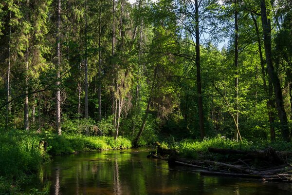 Bosque mixto y río en verano