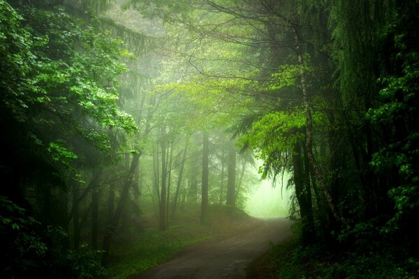 Fitta nebbia nella foresta più spesso