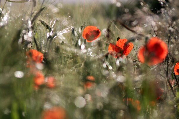 Tautropfen auf Mohnblumen