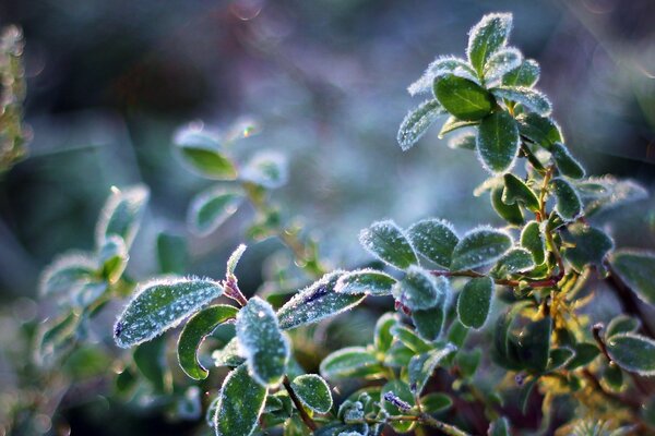 Seit dem Morgen sind die Blätter der Pflanzen mit Frost bedeckt