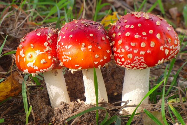 Tres amanitas brillantes en la hierba