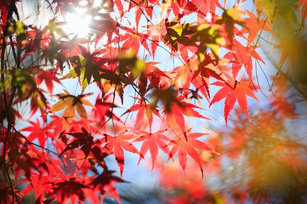 Czerwone liście klonu jesienią