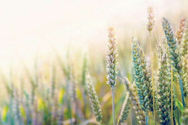 Soleggiato nel campo. Il grano cresce