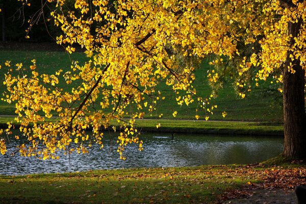 Parque de otoño árbol junto al lago