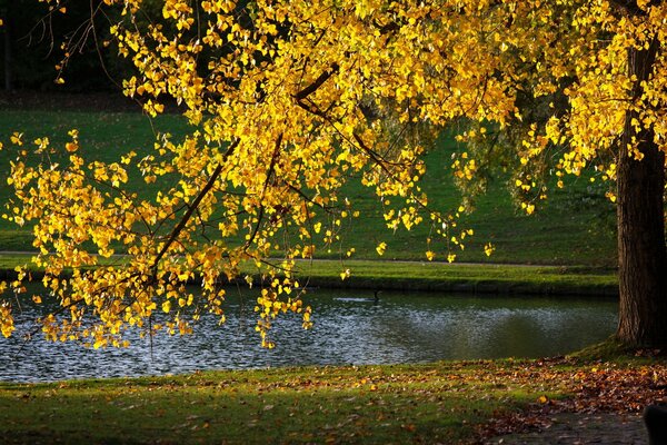 Albero del parco autunnale vicino al lago