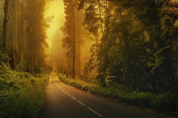 Coche en un camino de niebla en el bosque