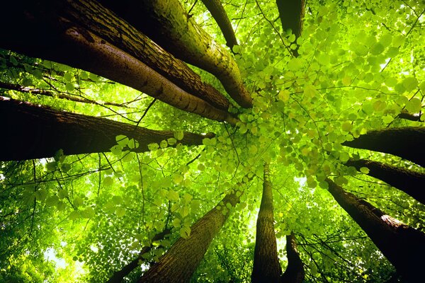 Les troncs d arbres s envolent vers le ciel