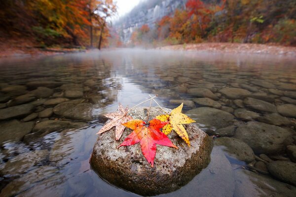 Three Maple leaves on a stone in the water