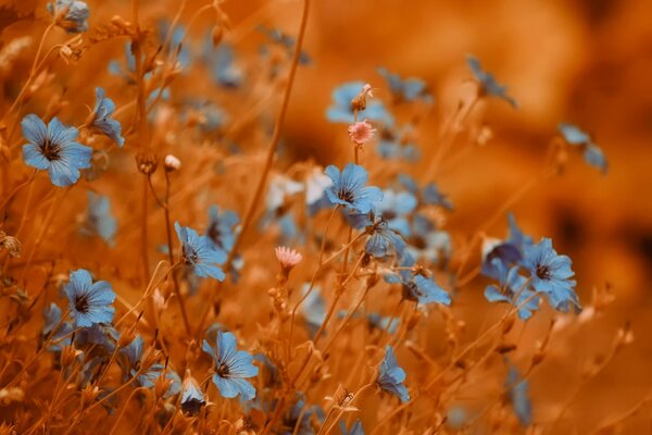 Fleurs bleues sur fond de blé