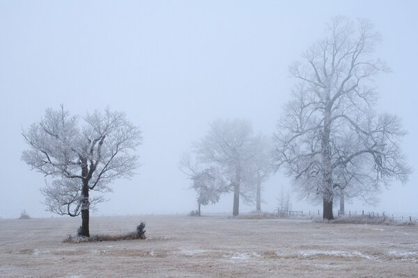 Die Bäume in der Wüste sind in Nebel gehüllt