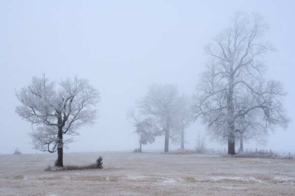 Trees in the middle of the desert shrouded in fog