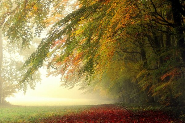Bunte Herbst am Morgen im Wald