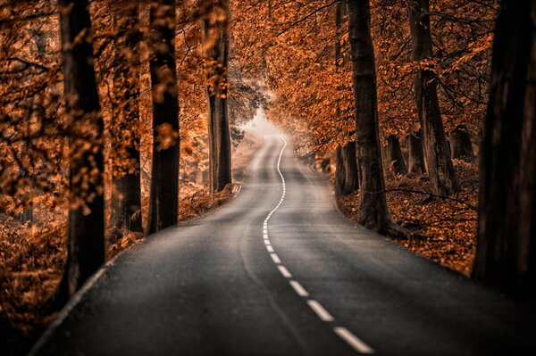 Straße im Wald zwischen Bäumen