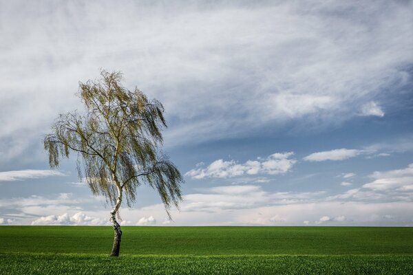 A lonely birch tree in an empty field