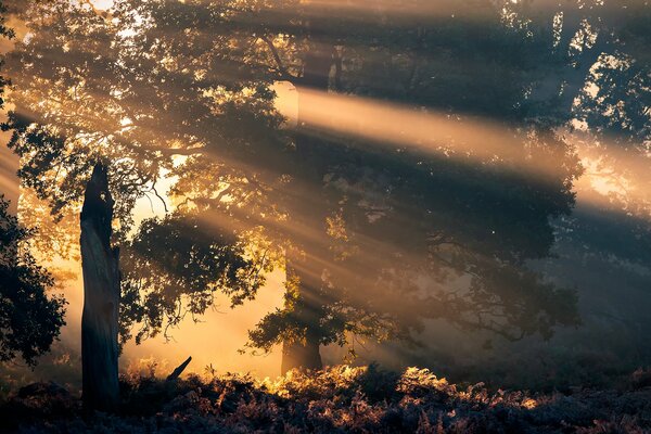 Belle aube dans la forêt avec les rayons du soleil pénétrant