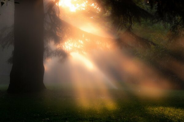 Nature wakes up in the fog at dawn