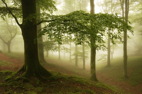 Mañana brumosa. Árboles en el bosque