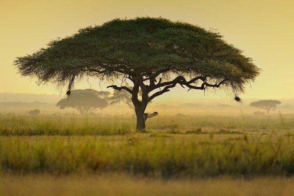 Albero con fogliame a forma di ombrello in Africa