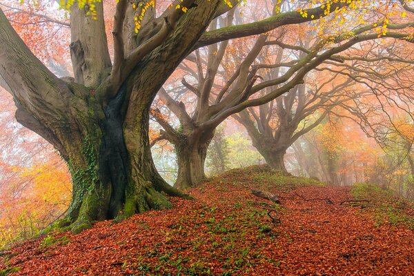 A mighty oak tree in the autumn forest