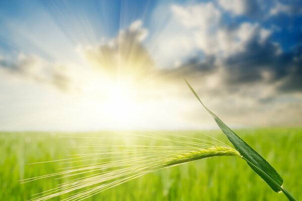 Ear on the background of the field and the sun