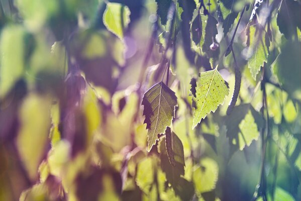 Feuilles d arbres au soleil