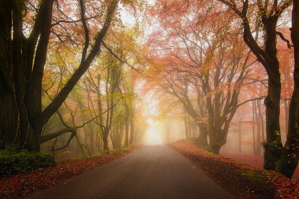 Route à travers le parc brumeux d automne