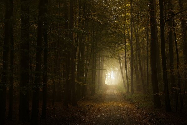 Camino de otoño en el bosque