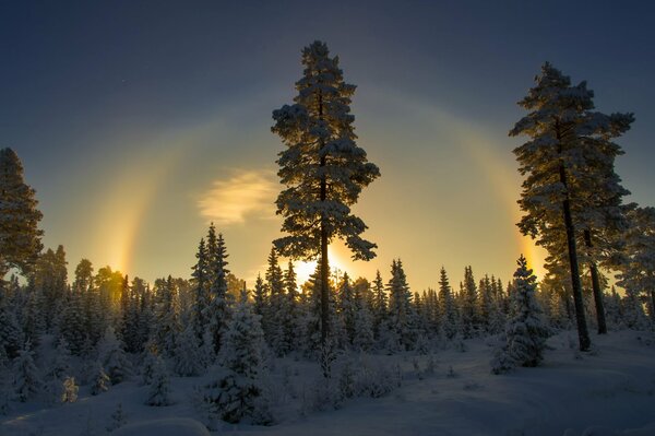 Zimowy śnieżny las Norwegii