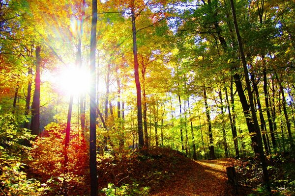 A trail in a sunny autumn forest