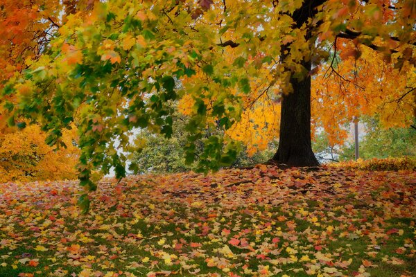 Follaje carmesí en el parque de otoño