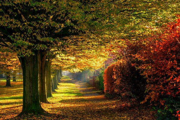 Autumn alley on a sunny day