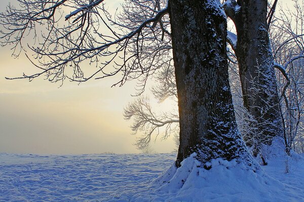 Verschneite Bäume. Winterabend