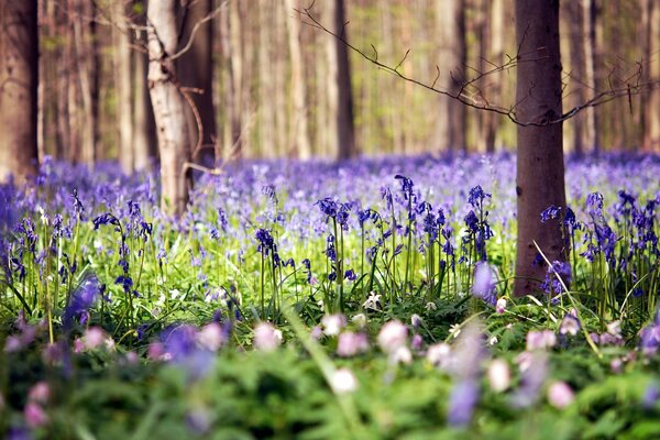 A glade of flowers in the forest in summer