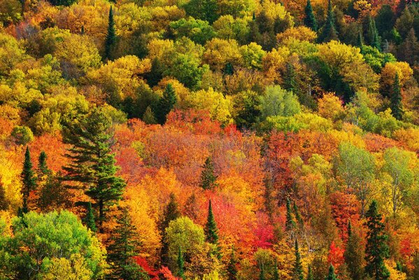 Foresta colorata in autunno