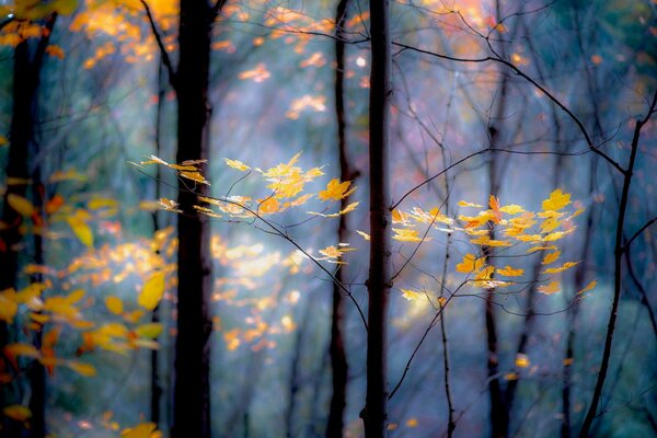 Alberi nella foresta autunnale