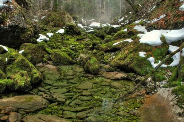 Der Wald erwacht aus dem Winterschlaf