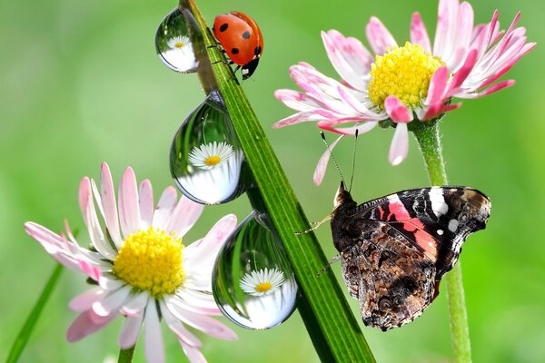 Na kwiatach siedzi Biedronka i motyl