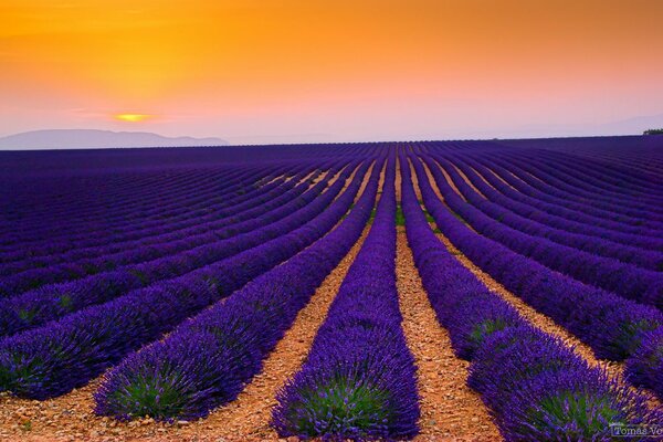 Piantagione di campi di lavanda in Francia