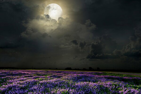 Ночное поле лаванды под луной