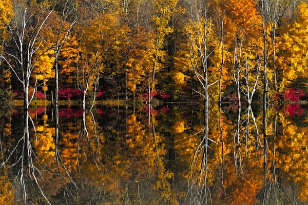 Riflesso nel lago degli alberi d autunno