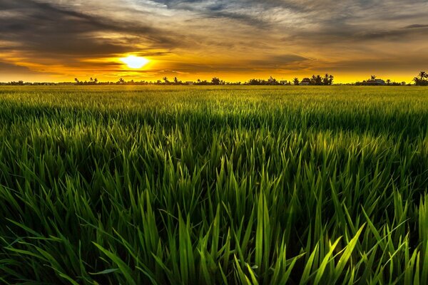 Green field and sun landscape