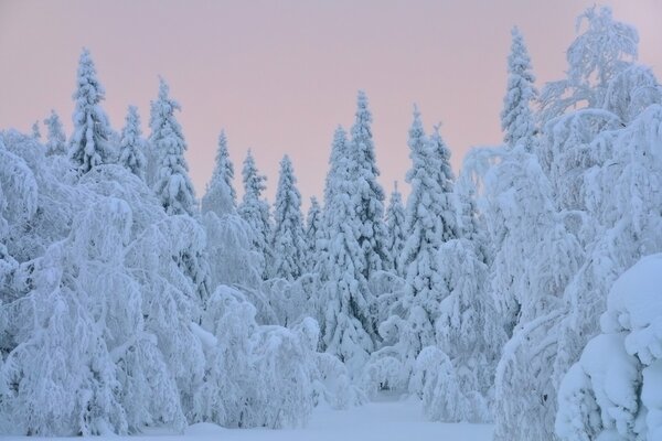 Eh neige, boule de neige, panicule blanche