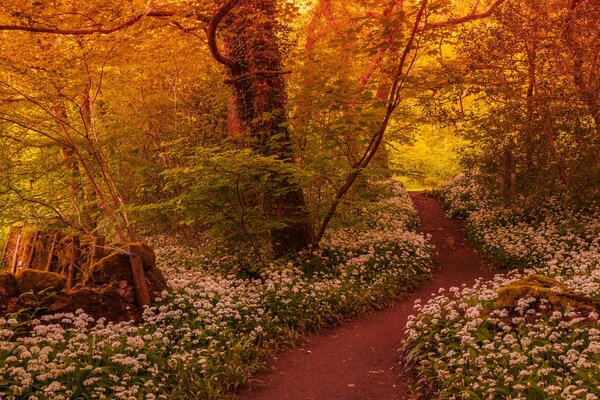 Sentier forestier parsemé de fleurs blanches